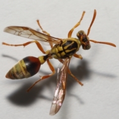 Ropalidia romandi at Wellington Point, QLD - suppressed