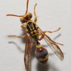 Ropalidia romandi at Wellington Point, QLD - suppressed