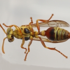 Ropalidia romandi at Wellington Point, QLD - suppressed
