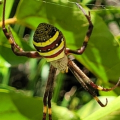 Argiope keyserlingi (St Andrew's Cross Spider) at Nambucca Heads, NSW - 28 Dec 2022 by trevorpreston