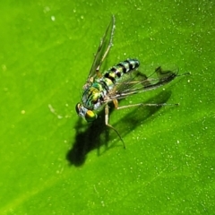 Austrosciapus connexus (Green long-legged fly) at Nambucca Heads, NSW - 28 Dec 2022 by trevorpreston