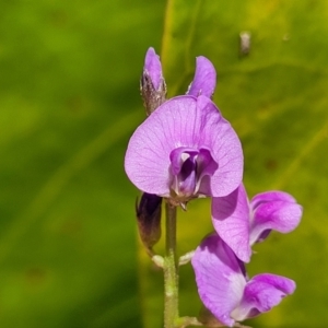 Glycine microphylla at Nambucca Heads, NSW - 28 Dec 2022 01:10 PM