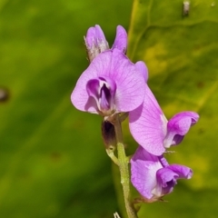 Glycine microphylla at Nambucca Heads, NSW - 28 Dec 2022