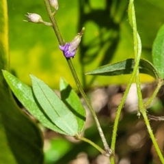 Glycine microphylla at Nambucca Heads, NSW - 28 Dec 2022