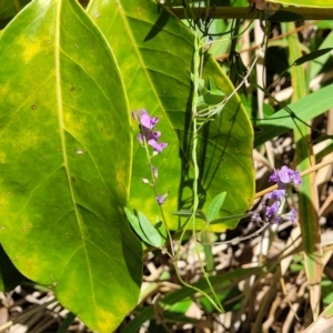 Glycine microphylla at Nambucca Heads, NSW - 28 Dec 2022