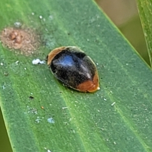 Cryptolaemus montrouzieri at Nambucca Heads, NSW - 28 Dec 2022 11:08 AM