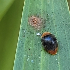 Cryptolaemus montrouzieri at Nambucca Heads, NSW - 28 Dec 2022 11:08 AM