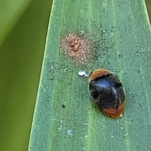 Cryptolaemus montrouzieri at Nambucca Heads, NSW - 28 Dec 2022