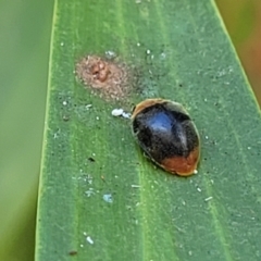 Cryptolaemus montrouzieri at Nambucca Heads, NSW - 28 Dec 2022