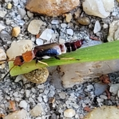 Carphurus sp. (genus) at Nambucca Heads, NSW - 28 Dec 2022 11:07 AM