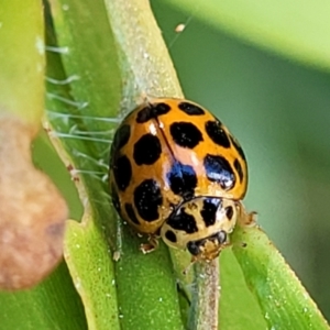 Harmonia conformis at Nambucca Heads, NSW - 28 Dec 2022