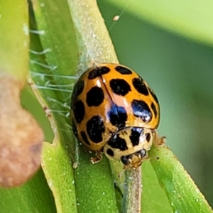 Harmonia conformis (Common Spotted Ladybird) at Nambucca Heads, NSW by trevorpreston