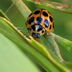 Harmonia conformis at Nambucca Heads, NSW - 28 Dec 2022