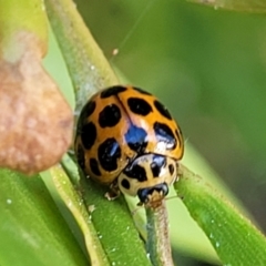 Harmonia conformis at Nambucca Heads, NSW - 28 Dec 2022