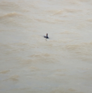 Phalacrocorax carbo at Menindee, NSW - 28 Dec 2022