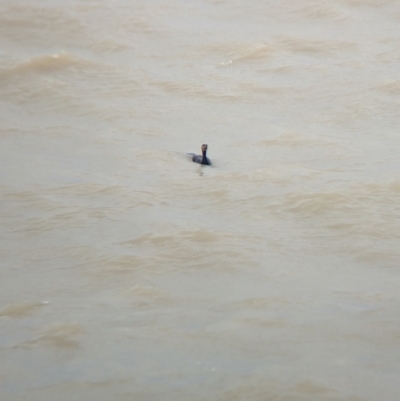 Phalacrocorax carbo (Great Cormorant) at Menindee, NSW - 28 Dec 2022 by Darcy