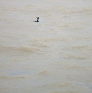 Phalacrocorax carbo at Menindee, NSW - 28 Dec 2022