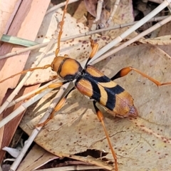 Unidentified Longhorn beetle (Cerambycidae) at Nambucca Heads, NSW - 28 Dec 2022 by trevorpreston