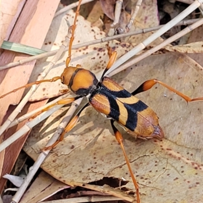 Unidentified Longhorn beetle (Cerambycidae) at Nambucca Heads, NSW - 28 Dec 2022 by trevorpreston