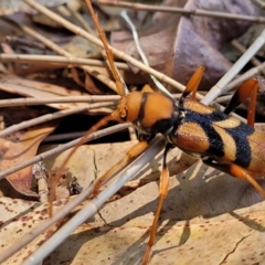 Aridaeus thoracicus at Nambucca Heads, NSW - 28 Dec 2022 11:05 AM