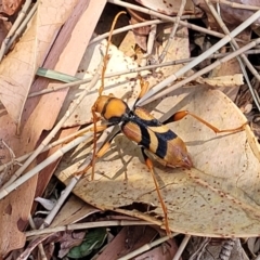 Aridaeus thoracicus at Nambucca Heads, NSW - 28 Dec 2022 11:05 AM