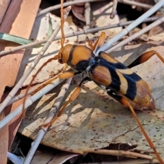 Aridaeus thoracicus at Nambucca Heads, NSW - 28 Dec 2022 11:05 AM