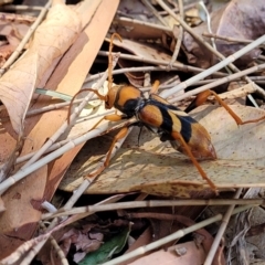 Aridaeus thoracicus at Nambucca Heads, NSW - 28 Dec 2022 11:05 AM