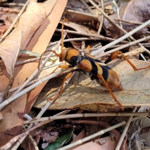 Aridaeus thoracicus at Nambucca Heads, NSW - 28 Dec 2022 11:05 AM