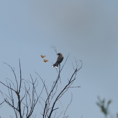 Artamus cyanopterus (Dusky Woodswallow) at Calwell, ACT - 28 Dec 2022 by RAllen