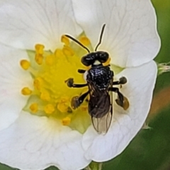 Unidentified Bee (Hymenoptera, Apiformes) at Nambucca Heads, NSW - 26 Dec 2022 by trevorpreston