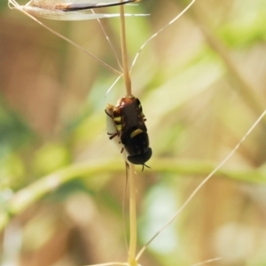 Odontomyia hunteri at Calwell, ACT - 28 Dec 2022