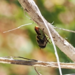 Odontomyia hunteri at Calwell, ACT - 28 Dec 2022