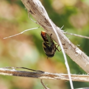 Odontomyia hunteri at Calwell, ACT - 28 Dec 2022 12:30 PM