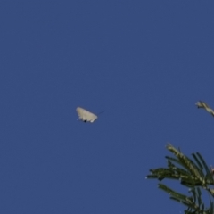 Jalmenus ictinus (Stencilled Hairstreak) at Calwell, ACT - 28 Dec 2022 by RAllen