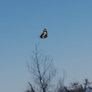 Charaxes sempronius at Calwell, ACT - 28 Dec 2022