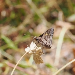 Trapezites phigalioides at Theodore, ACT - 28 Dec 2022