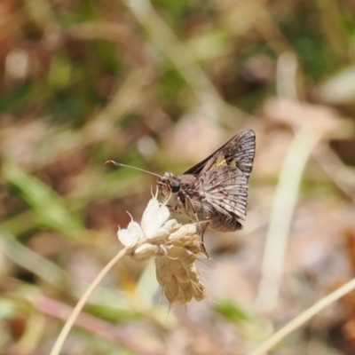 Trapezites phigalioides (Montane Ochre) at Tuggeranong Hill - 28 Dec 2022 by RAllen