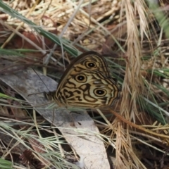 Geitoneura acantha at Theodore, ACT - 28 Dec 2022