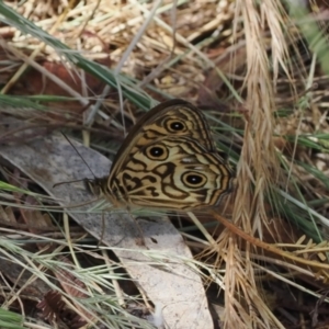 Geitoneura acantha at Theodore, ACT - 28 Dec 2022