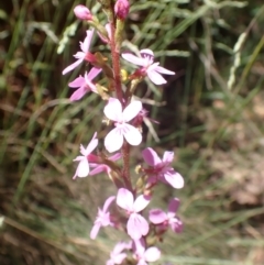 Stylidium armeria subsp. armeria (Trigger Plant) at Cotter River, ACT - 28 Dec 2022 by drakes