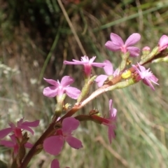 Stylidium armeria subsp. armeria at Cotter River, ACT - 28 Dec 2022