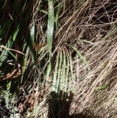 Stylidium armeria subsp. armeria at Cotter River, ACT - 28 Dec 2022