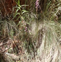 Stylidium armeria subsp. armeria at Cotter River, ACT - 28 Dec 2022