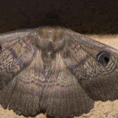 Dasypodia selenophora (Southern old lady moth) at Higgins, ACT - 27 Dec 2022 by AlisonMilton