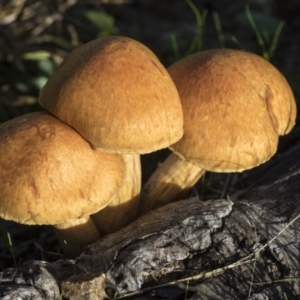 Gymnopilus junonius at Higgins, ACT - 16 May 2022 09:02 AM