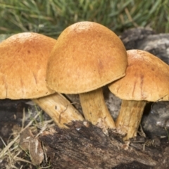 Gymnopilus junonius at Higgins, ACT - 16 May 2022 09:02 AM