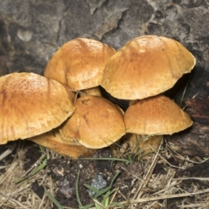 Gymnopilus junonius at Higgins, ACT - 16 May 2022 09:02 AM