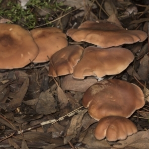 zz agaric (stem; gills white/cream) at Higgins, ACT - 16 May 2022