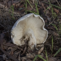 zz agaric (stem; gills white/cream) at Higgins, ACT - 15 May 2022 by AlisonMilton