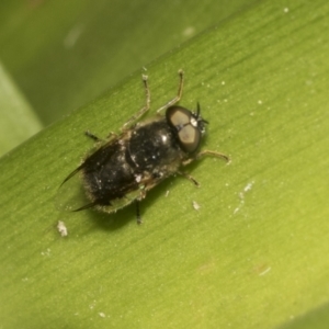 Odontomyia sp. (genus) at Higgins, ACT - 2 Dec 2022